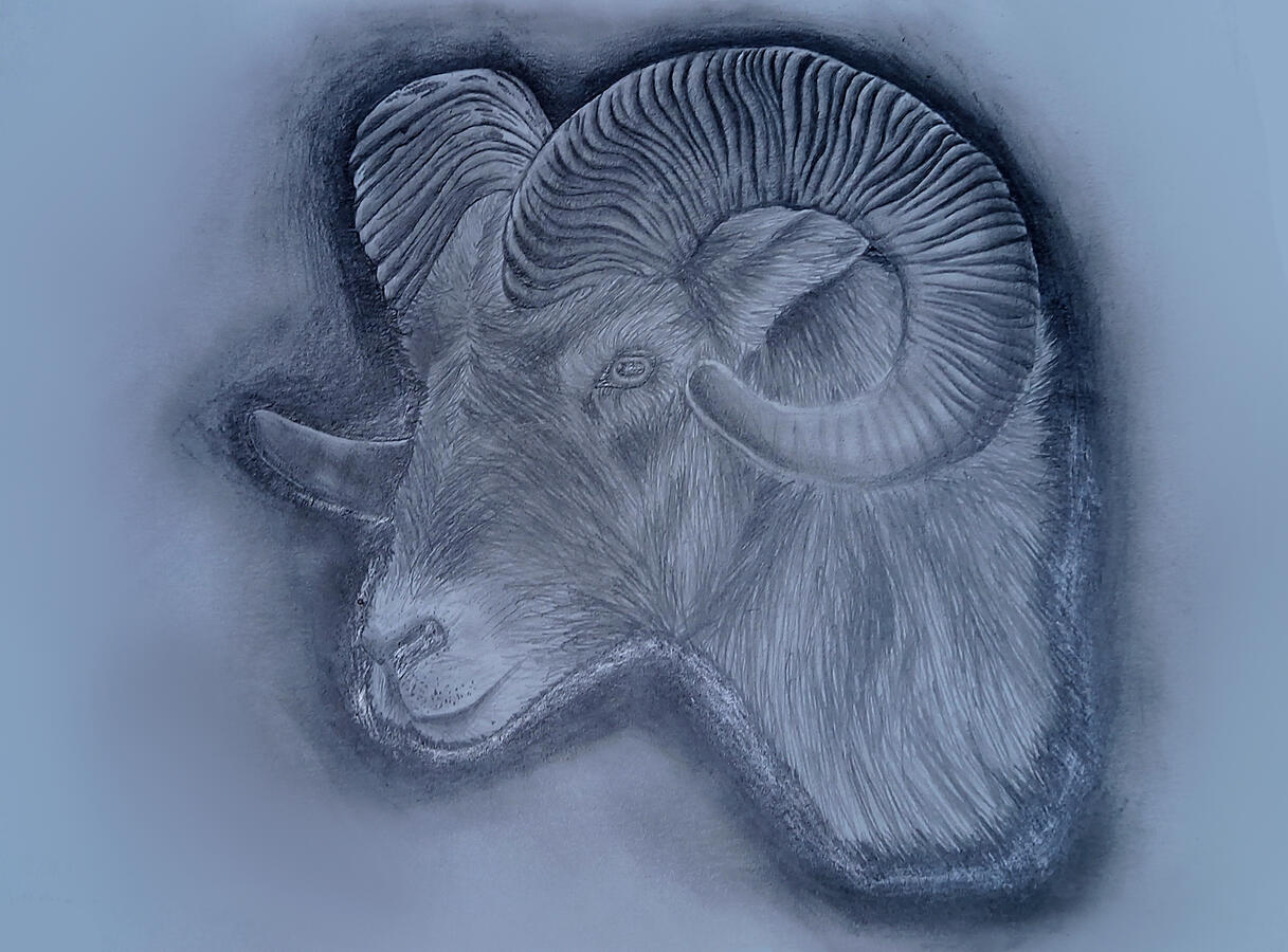 Ram