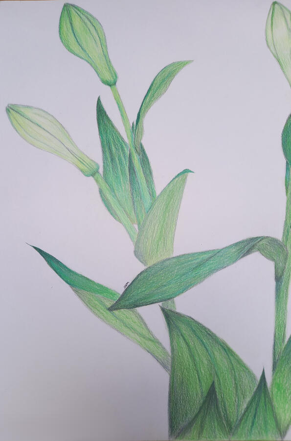 Lilly Bud