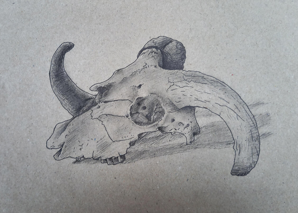 Ram Skull